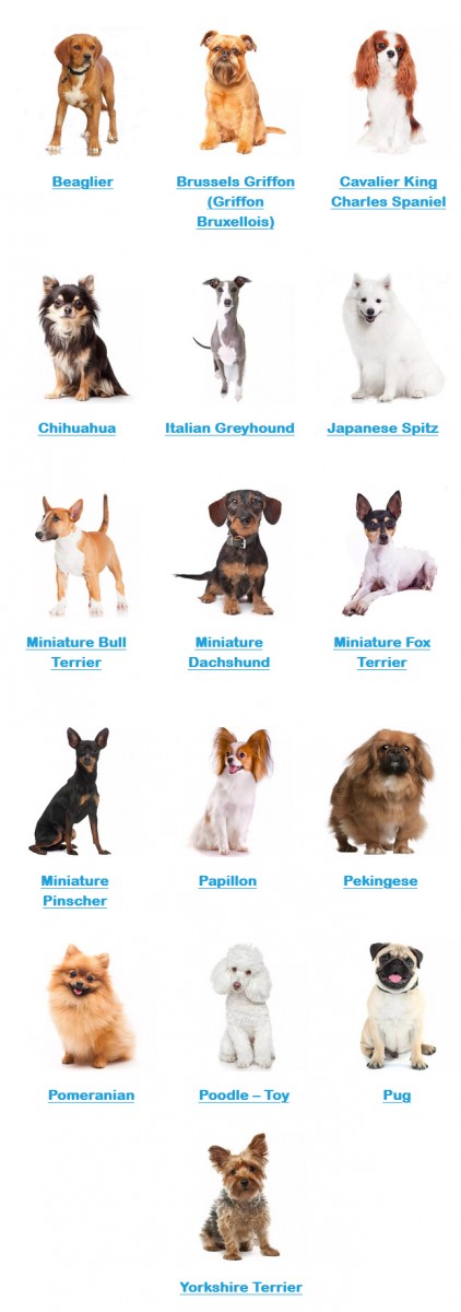 Toy Dog Breeds