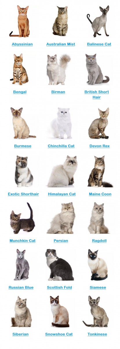 Cats breeds