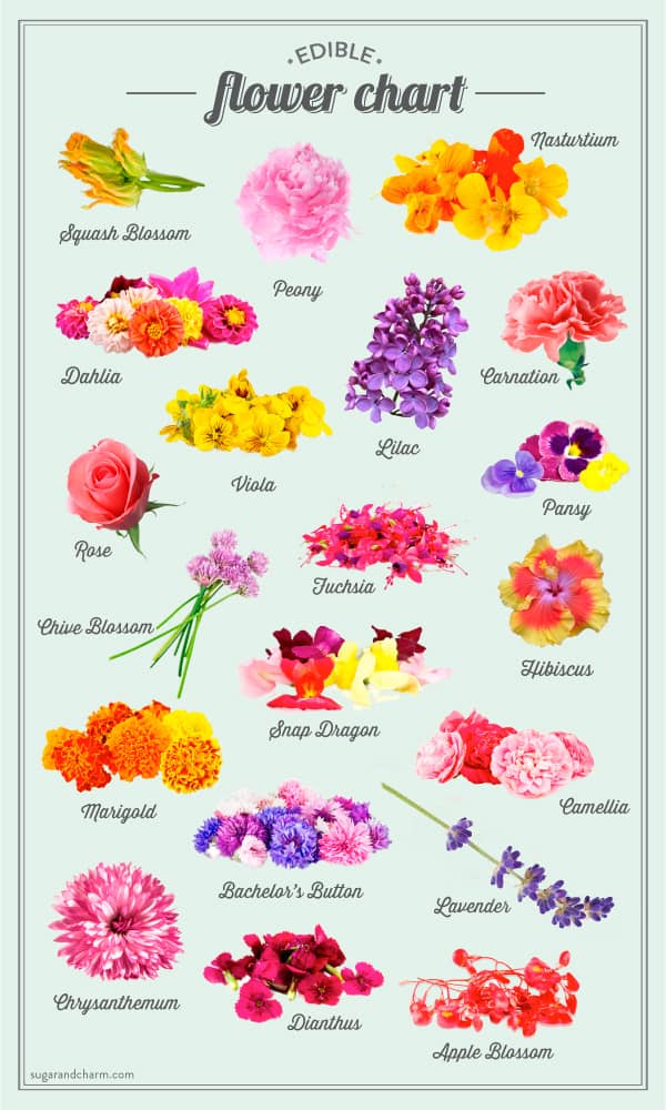 List of edible flowers in Asia: Floral delights in Asian Cuisine [Part 1] -  Secret Retreats Blog